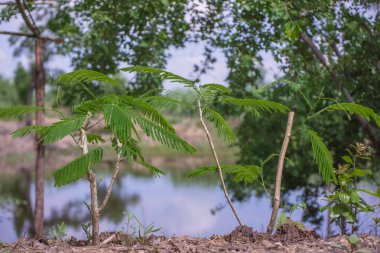 Tüylü yeşil yapraklı birkaç genç Acacia pennata ağacının yakın plan fotoğrafı. Ağaçlar doğal bir ortamda yetişiyor ve arka planda bir gölet var..