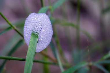 A close-up photo of a frothy egg mass attached to a green leaf. The foam is white and bubbly, with tiny specks of dirt visible. The background is blurred with green and brown tones. clipart