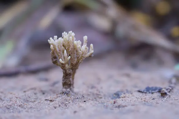 stock image A close-up photo of a small, white, coral-like fungus, Scytinopogon angulisporus, growing in sandy soil. The fungus has a branching structure with numerous tiny tips.