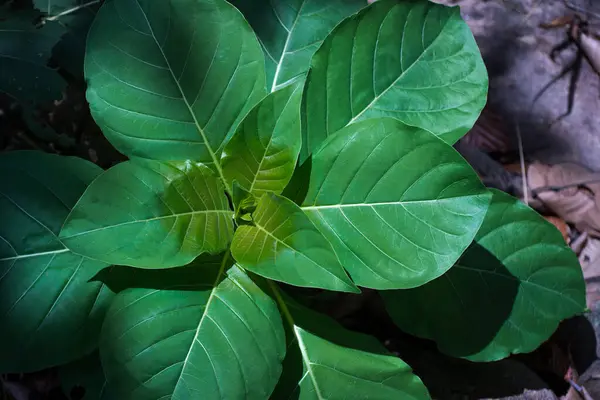 Hymenodictyon orixense bitkisinin yakın plan fotoğrafı, belirgin damarları olan büyük, koyu yeşil yapraklarını sergiliyor. Yapraklar dairesel bir düzende sıralanmış, simetrik bir bileşim oluşturuyor..