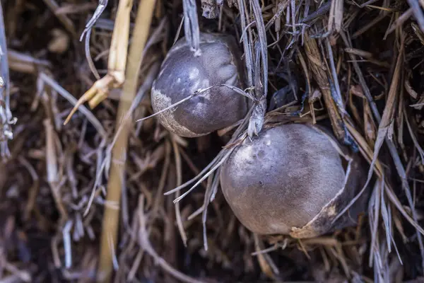 Çürüyen bitki maddesi üzerinde büyüyen bir saman mantar kümesinin (Volvariella volvacea) yakın plan fotoğrafı. Mantarların beyaz-kahverengi bir şapkası ve uzun, ince bir sapı vardır..