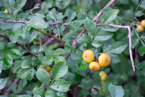 stock image A close-up photo of a Harrisonia perforata plant, featuring green leaves and clusters of small, yellow fruits. The plant has a shrubby appearance with branches covered in thorns.