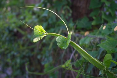 A vibrant Cissus quadrangularis plant, showcasing its unique leaf structure and tendrils reaching towards the sunlight. clipart