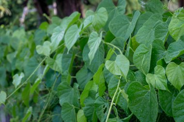 A vibrant green vine with heart-shaped leaves, likely Tinospora crispa, climbing up a fence or wall. clipart