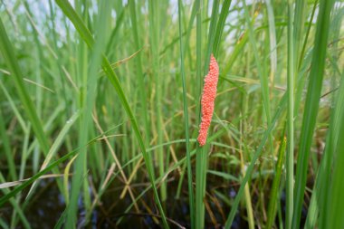 Altın Elma Salyangozu (Pomacea canaliculata) familyasından parlak pembe yumurta kümesi, çeltik tarlasında bulunan bir pirinç bitkisine bağlıdır. Bu salyangozlar tarımsal haşereler olarak kabul edilir..