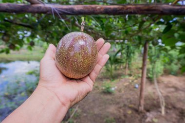 A ripe passion fruit, showcasing its vibrant purple and green hues, held in a hand against a backdrop of lush green foliage. clipart