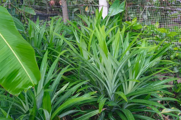 stock image A lush green patch of Pandanus amaryllifolius plants, known for their fragrant leaves used in Southeast Asian cuisine. The plants are growing in a fenced area, likely a home garden.