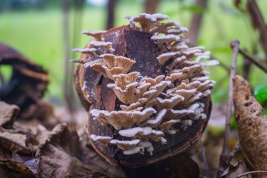 A cluster of Splitgill mushrooms (Panellus stipticus) growing on a decaying log in a forest. clipart