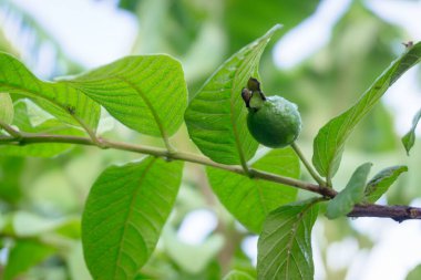 Genç bir guava meyvesi, hala yeşil ve küçük, guava ağacının dalında yemyeşil yaprakların arasına yerleşmiş..