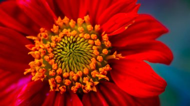 A mesmerizing close-up of a Tithonia rotundifolia, showcasing its intricate details and vibrant colors. clipart