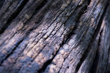 Yıpranmış odunların büyüleyici yakın çekimi zengin tarihini ve eşsiz dokusunu gözler önüne seriyor..