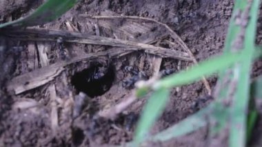 Eylemdeki takım çalışması: Siyah karıncalar toprağı taşımak ve bir barınak inşa etmek için işbirliği yapıyorlar