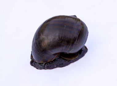 Beyaz bir arka planda izole edilmiş, çok gerçekçi bir altın elma salyangozu (Pomacea canaliculata) fotoğrafı. Görüntü, salyangozun koyu, parlak kabuğunu, görünür çıkıntıları ve yuvarlak şekli ile birlikte koyu renkli gövdesini sergiliyor..