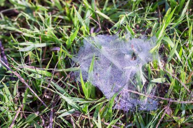 Sabahın erken saatlerinde çimlerin üzerinde parlayan örümcek ağlarını gösteren detaylı bir fotoğraf. Karmaşık ağlar ve minik örümcekler, çiğ ile ıslanmış çimen zeminine vurgulanarak, ışık ve doğanın kutsal kedisine çarpıcı bir etkileşim yaratıyor.