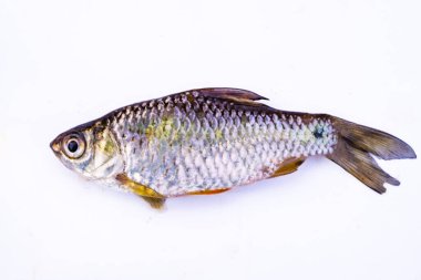 Beyaz arka planda izole edilmiş bir havuz dikenli balığın gerçekçi bir fotoğrafı. Görüntü gümüş gövdeyi, parlak pulları, belirgin sırt yüzgecini ve balığın uzatılmış şeklini vurgular..