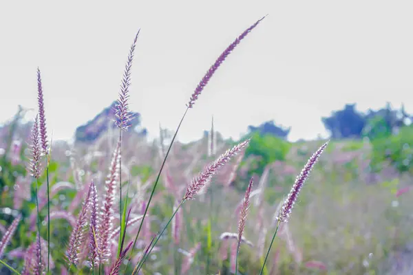 Pennisetum pedicellatum 'un sakin bir fotoğrafı, genel olarak desho otu olarak bilinir, yumuşak güneş ışığı altında rüzgarda hafifçe sallanıyor. Uzun, ince sapları tüylü, mor renkli çiçek dikenleriyle narin ve güzel bir manzara yaratır..