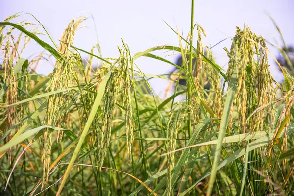 Tayland Hom Mali Rice 'ın yüksek çözünürlüklü bir fotoğrafı, Tayland Jasmine Rice ya da Tayland Kokulu Pirinci olarak da bilinir, ılık güneş ışığında hafifçe sallanıyor. Altın tanecikler zarif bir şekilde saplarından sarkan, yemyeşil yapraklarla çevrili, dingin güzelliği yakalıyorlar.