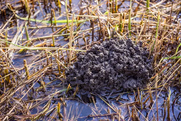 Yüksek çözünürlüklü bir fotoğraf, Tubifex solucanlarının doğal ortamlarındaki izlerini yakalıyor. Görüntü, nemli ve bataklık bir zeminde bulunan koyu renkli tanecikli bir madde yığını gösteriyor. Bu da bölgedeki solucanların etkinliğini gösteriyor..