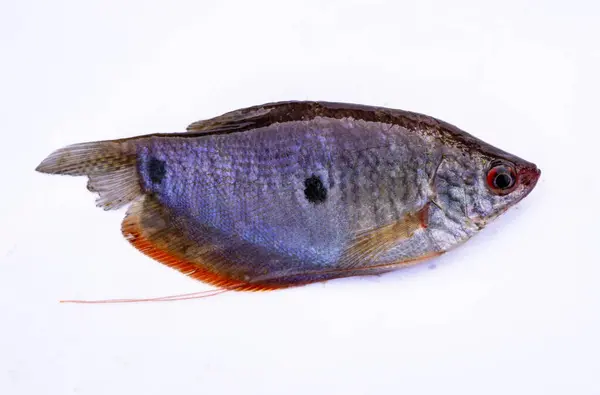 Gourami balığının beyaz arka planda izole edilmiş gerçekçi bir fotoğrafı. Görüntü, balığın yanal sıkıştırılmış gövdesini, mavimsi-gri rengini, merkezin yakınındaki koyu noktayı ve kırmızı renkli yüzgeçlerini vurgular..