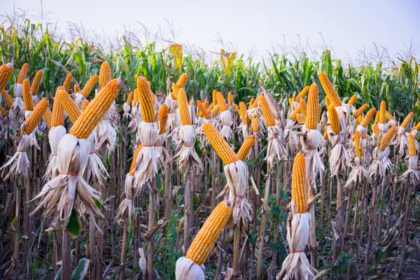 Bir gösteri planında olgun mısır tarlası. Kabukları kısmen soyulmuş ve parlak sarı çekirdekleri ortaya çıkarmak için tamamen gelişmiş mısır kulakları sergileniyor. Mısır sapları kuru, hasat için hazır olduklarını gösteriyor. Arkaplanda daha fazla mısır var