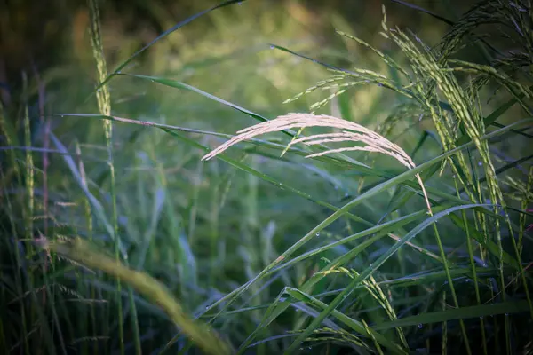 Bakteri Xanthomonas oryzae pv 'nin sebep olduğu pirinç yaprağı leke hastalığının belirtilerini gösteren detaylı bir fotoğraf. oryzae. Görüntü, küçük, suya batırılmış lezyonlar olarak başlayan ve daha büyük ve nekrotik boyutlara ulaşan karakteristik yaprak beneklerini vurgular. 
