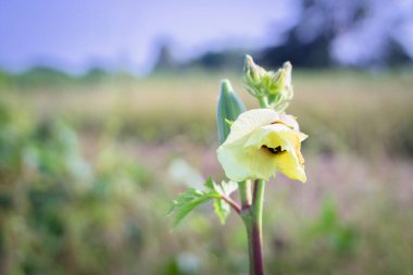 Bamya çiçekleri ve meyvelerin yakın plan görüntüsü, bamya ya ya da hanımefendinin parmağı olarak da bilinir, bulanık bir arka plan üzerine kuruludur. Canlı sarı çiçekler ve yeşil bamya kabukları bitkinin büyüme aşamalarını vurguluyor..
