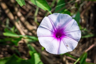 Su Ispanağı olarak da bilinen, beyaz ve mor Su Sabah Şafağı çiçekleri, sabah güneşiyle aydınlatılır. Canlı renkler ve narin yapraklar bulanık bir arkaplan karşısında büyüleyici bir sahne oluşturuyor..