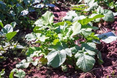 Bu resim canlı yeşil turp yapraklarının tarımsal bir alanda büyüdüğünü gösteriyor. Sağlıklı, toksik olmayan yapraklar sürdürülebilir tarımı ön plana çıkaran iyi bakımlı ve organik bir tarım uygulamasına işaret ediyor..