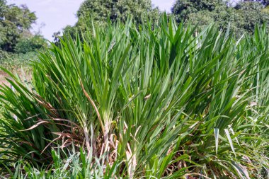 Tarımsal alanlarda yetişen yeşil Napier Çimeni 'nin canlı bir görüntüsü. Bu zehirli olmayan ot hayvan yemi olarak yetiştirilir ve yüksek besin değeri nedeniyle hayvan sağlığı için yararlıdır..