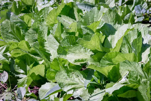 Yakından bakıldığında yemyeşil Brassica juncea yaprakları, genellikle Hint ya da Çin hardalı olarak bilinir. Yapraklar sağlıklı ve canlı görünüyor. Bu da toksik olmayan ve besleyici bir bitki olduğunu gösteriyor..