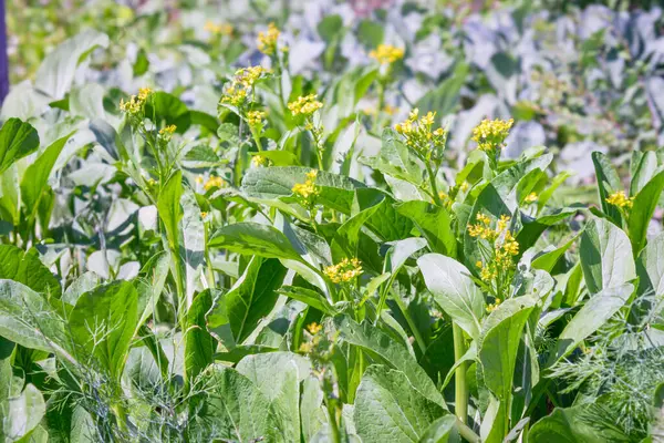 Canlı yeşil yaprakları ve sapları olan, küçük sarı çiçeklerle süslenmiş, yemyeşil bir çikolota tarlası. Bu zehirli olmayan sebze vücut için faydalıdır ve yaygın olarak çeşitli mutfaklarda kullanılır..