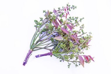 Young Shoots and Flowers of Siamese Neem Tree