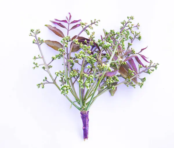 Siyam neem ağacının genç filizleri ve çiçekleri, yemeye hazır, beyaz bir arka planda izole. Bu resim, Tayland mutfağında yaygın olarak kullanılan bitkinin taze ve yenilebilir kısımlarını vurgular..