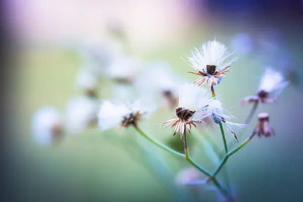 Bir yabani çiçeğin yakın plan görüntüsü solmaya başlıyor, mealybug 'lar dallarına yapışıyor. Görüntü çiçeğin narin doğasını ve haşerelerin yumuşak, bulanık bir arka plana karşı varlığını vurgular..