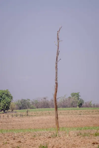Kuru toprak ve solgun gökyüzünün altındaki uzak yeşilliklerle çevrili boş bir arazide duran yalnız ölü bir ağaç yalnızlık hissi uyandırıyor..