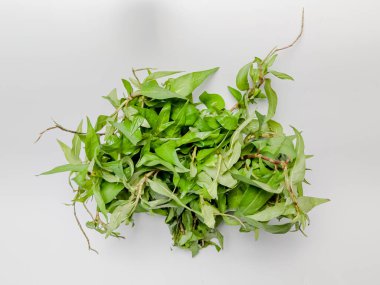 Beyaz bir arka planda izole edilmiş, taze yeşil yapraklarını sergileyen, aşçılık ya da bitkisel temalar için ideal bir Persicaria odorata (Vietnam kişniş otu) demeti..