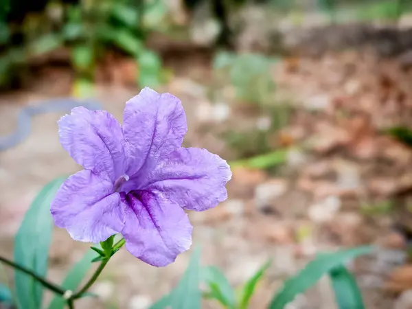 Canlı mor bir Ruellia tüberosa çiçeği, doğal yeşilliklerle çevrili, çiçeklerle ya da doğa temalı tasarımlar için mükemmel..