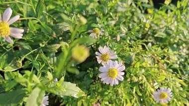 Kalimeris Indica 'nın narin yaprakları yumuşak sabah güneşinin altında çiçek açar, sıcaklığı ve doğal güzelliği yayar. Yapraklarda çiy damlaları parıldıyor, yeni bir günün huzurunu yakalıyor..