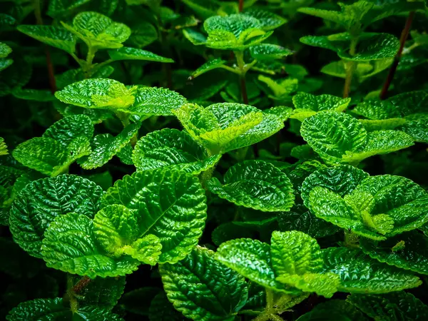 Canlı yeşil Pilea nummulariifolia yapraklarının yakın çekim görüntüsü, dokulu, parlak yüzeylerini doğal ışıkta sergiliyor..