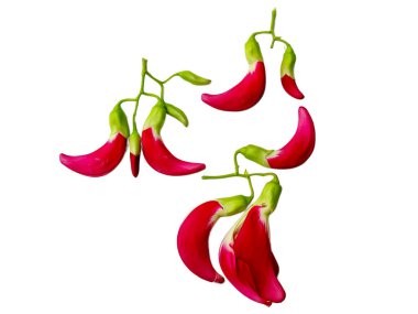 Güzel düzenlenmiş bir Sesbania Grandiflora çiçeği kümesi. Temiz beyaz bir arka planda izole edilmiş. Canlı renkler ve karmaşık detaylar bu tropikal çiçeklerin zarafetini gösteriyor..