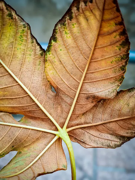 Güzel detaylı bir yaprağın yüksek çözünürlüklü yakın çekimi, karmaşık damar şekillerini ve doğal dokuları vurguluyor. Doğadan esinlenilmiş fotoğraf ve organik görseller için mükemmel..