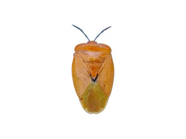 Beyaz arka planda izole edilmiş yüksek çözünürlüklü bir Lychee Stink Bug. Görüntü ayrıntılı dokusunu, doğal renk düzenini ve kendine özgü vücut yapısını vurgular..