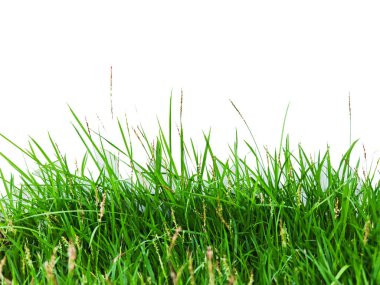 Temiz beyaz bir arkaplan üzerine kurulmuş taze yeşil çimen bıçakları. Minimalist kompozisyon, yüksek çözünürlüklü çimenlerin doğal dokusunu ve canlı rengini vurgular..