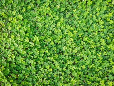 Yeşil yonca yapraklarından oluşan bereketli bir koleksiyon, canlı bir doğal doku oluşturuyor. Detaylı yakın çekim, bu şanslı bitkinin organik güzelliğini ve taze atmosferini vurguluyor..