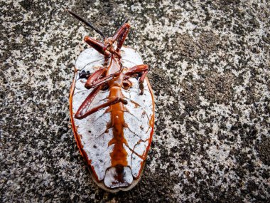 Merhum Lychee Stink Bug 'ın yakından çekilmiş bir fotoğrafı, dış iskeletinin karmaşık detaylarını ortaya çıkarıyor. Bir bacağı eksik, doğal aşınma ve çürümeyi gösteriyor..