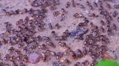 Hareket eden bir termit sürüsü, bu küçük canlıların organize hareketlerini sergileyerek yüzey boyunca göç eder. Taşınmalarının doğal akışı böcek davranışlarını ve çevresel adaptasyonu vurgular..