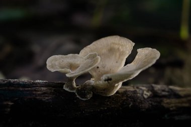 Bu makro fotoğraf nemli bir Tayland yağmur ormanında yetişen bir kütükte yetişen Pleurotus ostreatus mantarlarının hassas detaylarını yakalar. Karmaşık dokular ve doğal ortam bu mantarların güzelliğini vurguluyor.