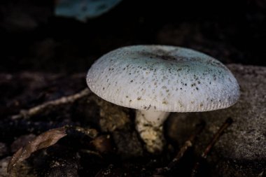 Tayland 'da tropikal bir ormanda bulunan Russula alboareolata mantarının yakın çekim makrosu. Mantarın kapağı, orman zemininden çıkarken beyaz sapıyla çelişen benekli desenli açık mavi renkler sergiliyor.