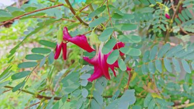 Sesbania Grandiflora 'nın canlı kırmızı çiçekleri zarif bir şekilde çiçek açar, yemyeşil yapraklarla çevrilidir. Benzersiz şekilleri ve çarpıcı renkleri onları tropikal manzaranın büyüleyici bir parçası haline getiriyor.
