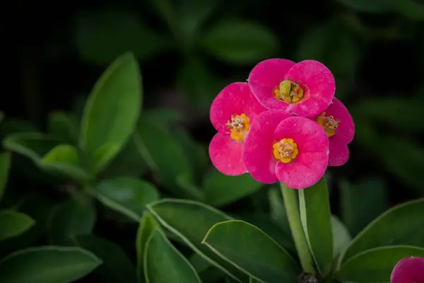 Canlı pembe taç yaprakları ve parlak sarı merkezlerin bulunduğu, yemyeşil yapraklara dayanan Euphorbia Milii çiçeklerinin yakın çekimi. Hassas detaylar ve doğal karşıtlıklar bu resmi botanik ve çiçek temaları için mükemmel kılıyor.